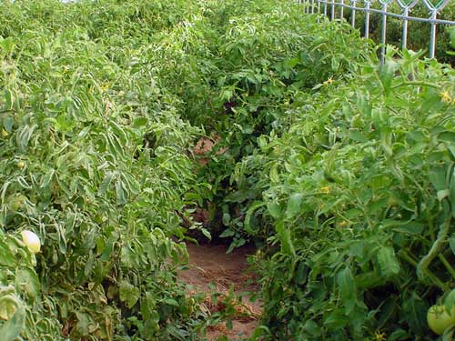 Tunnel-grown tomatoes
