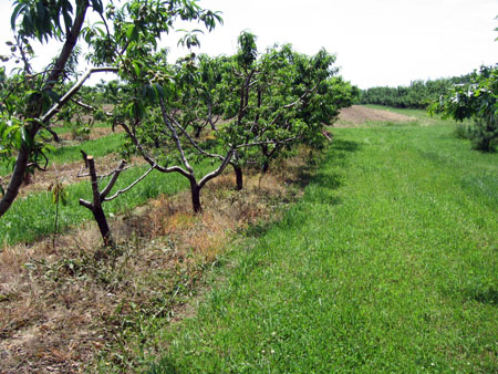 Decline and death in peach orchard infected with tomato ring spot virus.
