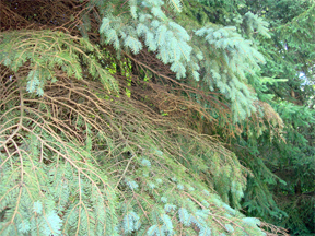 Needle loss, dead branches, and browning foliage in Colorado blue spruce.