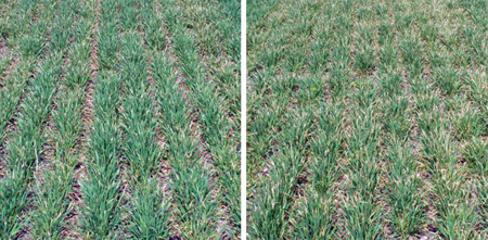 Left, wheat injury when Affinity BroadSpec (0.75 oz/A) + NIS (0.25% v/v) was applied with 28% UAN (100%) as the spray carrier. Right, wheat injury when Huskie (11 fl oz/A) + NIS (0.25% v/v) was applied with 28% UAN (100%) as the spray carrier.