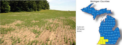 Left, damage to a field as a result of Asiatic garden beetle infestation. Right, counties where Asiatic garden beetles have been observed.