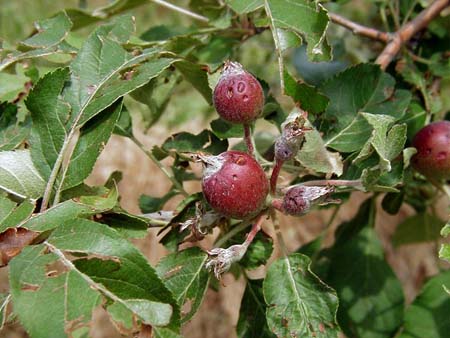 Hail damage to young apple fruit