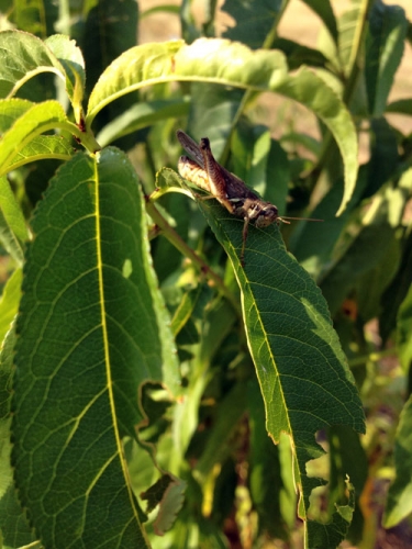 grasshopper on peach leaf