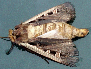 Western bean cutworm moth