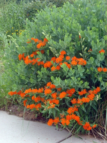 Butterfly weed and False Indigo