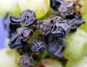 Close-up of black rot