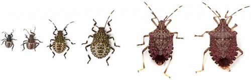brown marmorated stink bug life stages