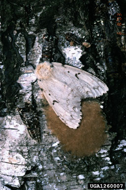 Gypsy moth laying eggs.