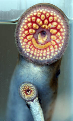 Large and small sea lamprey.