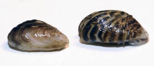 Quagga and Zebra mussel image.