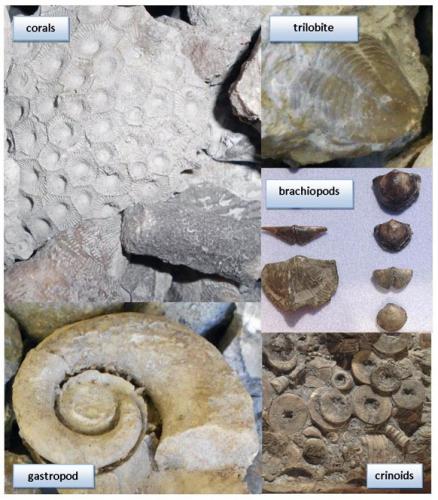 Fossil collage image.