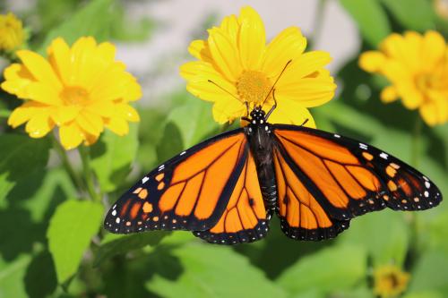 Monarch butterfly on yellow flower image.