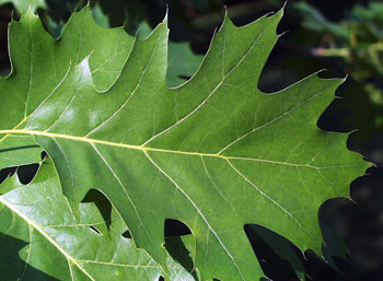 Northern red oak leaf