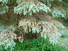 Needlecast disease on spruce
