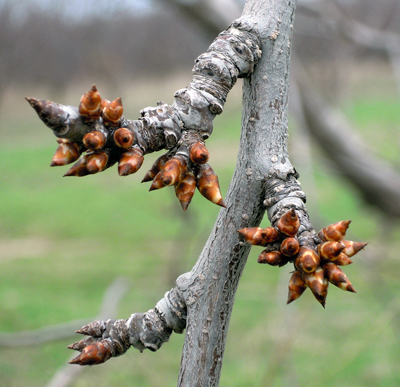 These European plum buds are just beginning to swell and are showing early white side.