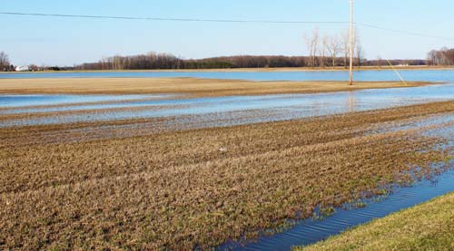 Flooded alfalfa field