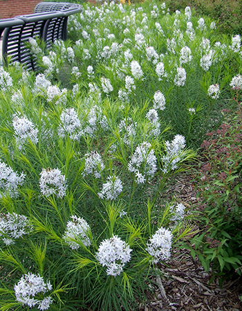 Amsonia during early summer