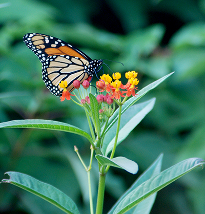 Monarch butterfly on butterfly weed