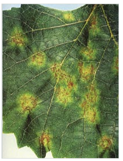 Downy mildew visible on upper side of leaf.