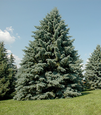 Healthy blue spruce tree