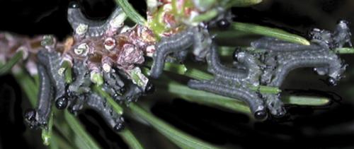 Pine sawfly larvae feed as a group and consume all the second year needles on a branch before moving to a new branch to feed. 