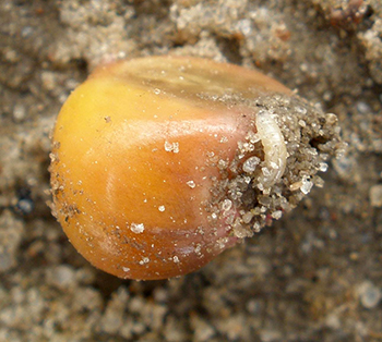 Seedcorn maggot larvae tunnel in corn seed