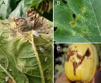 Squash bug damage on leaves and fruit