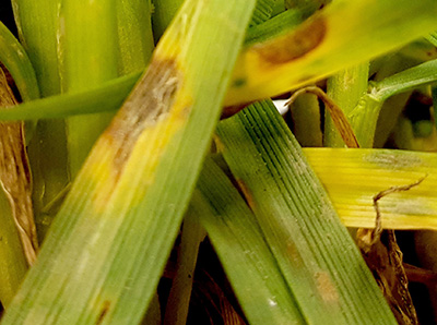 Septoria leaf spot on wheat