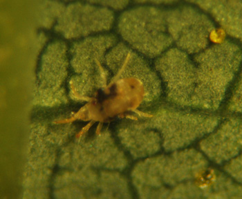 Twospotted spider mite under magnification