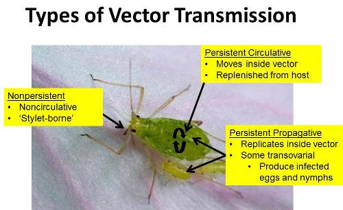 Vector transmission types